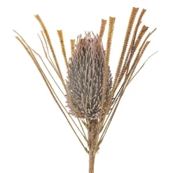 Koriste-Esineet^Bloomingville koristeoksa Palmflower ruskea