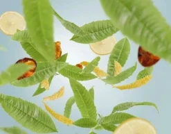 Tuoksukynttilät Ja Huonetuoksut|Kynttilät Ja Huonetuoksut^Maison Berger huonetuoksu Zest of Verbena 100 ml