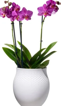 Maljakot Ja Ruukut^Villeroy&Boch Collier Vaasi 16,5x16,5x17,5cm valkoinen